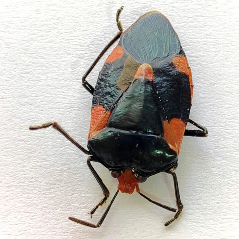 3 Pentatomidae