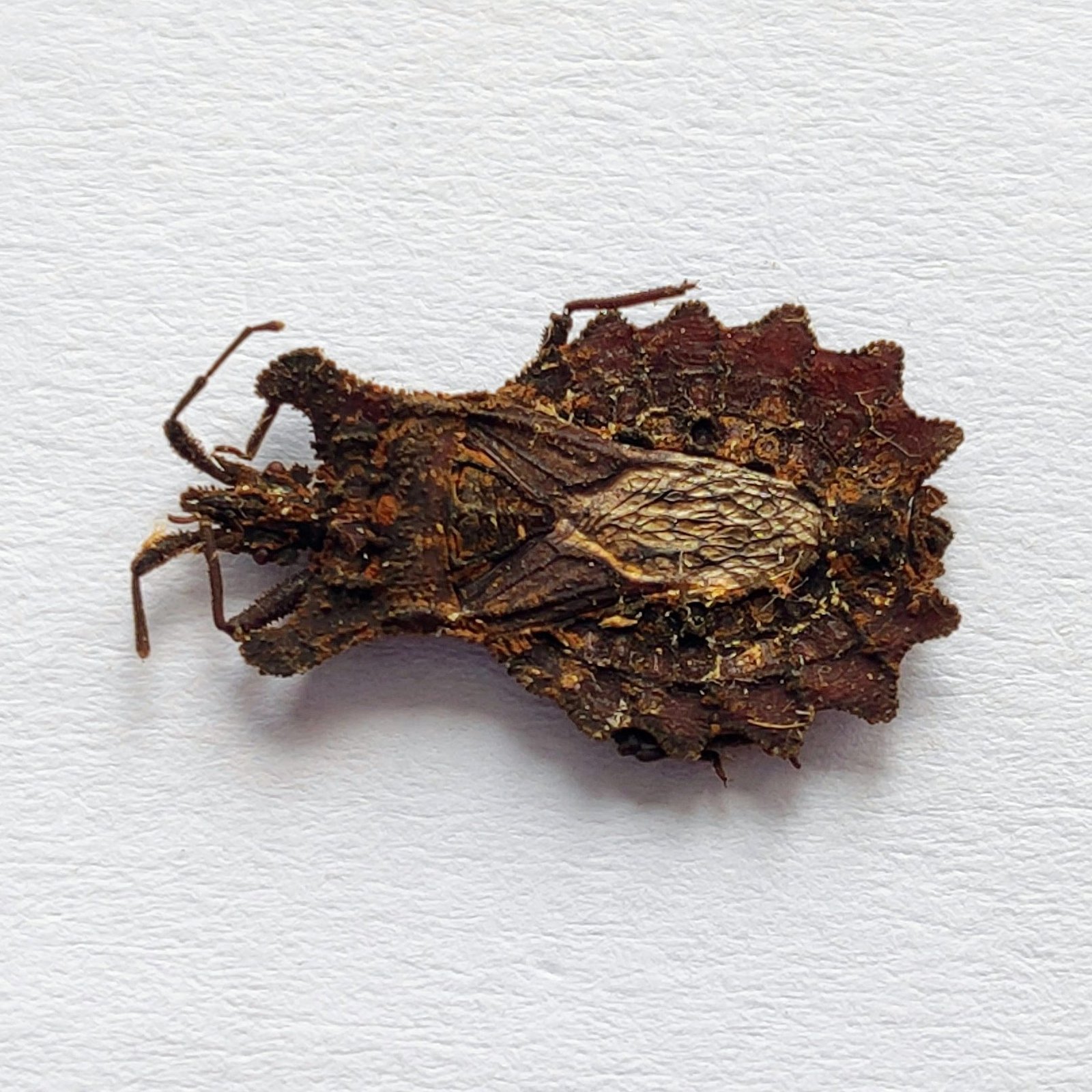 3 Reduviidae - Image 2