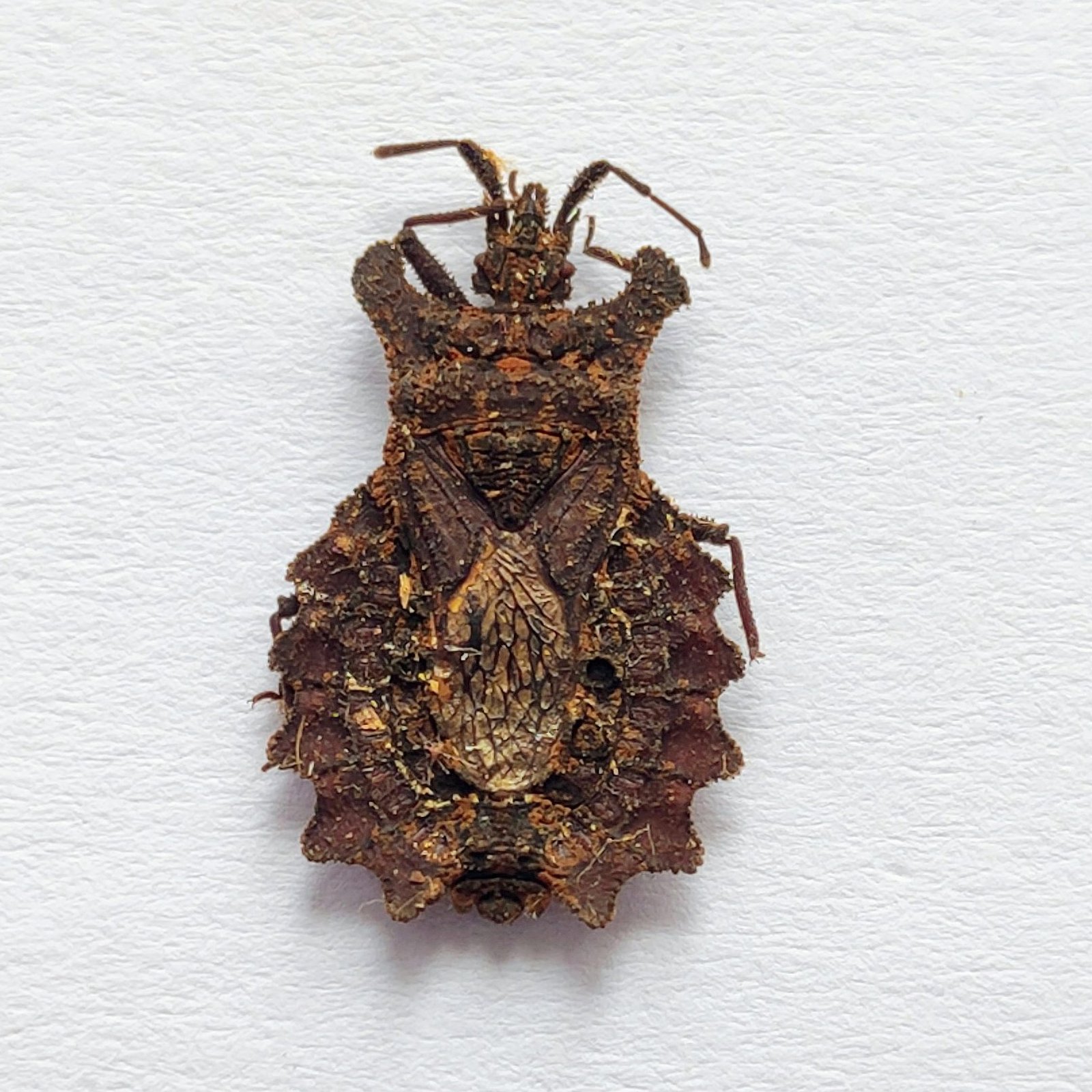 3 Reduviidae - Image 3