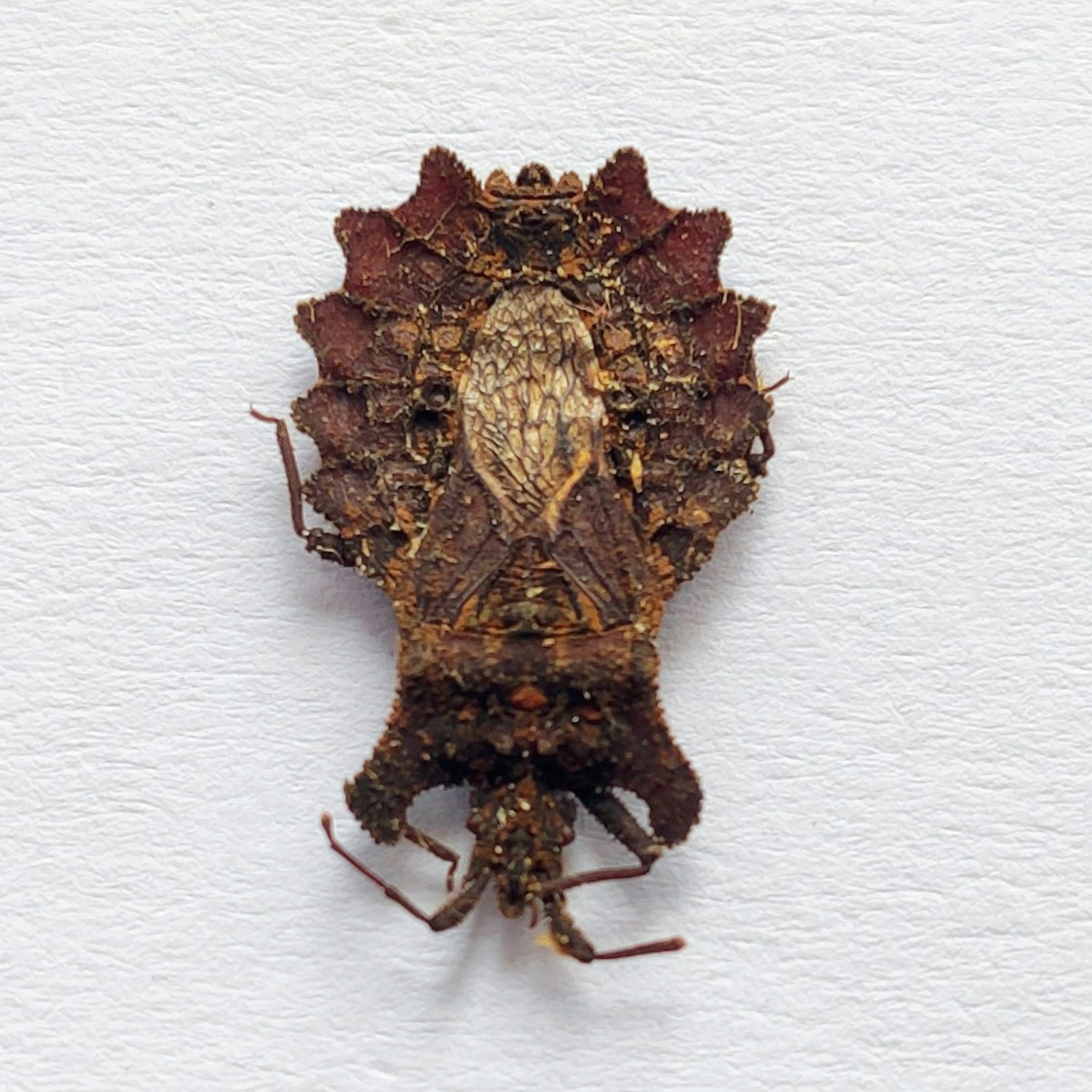 3 Reduviidae