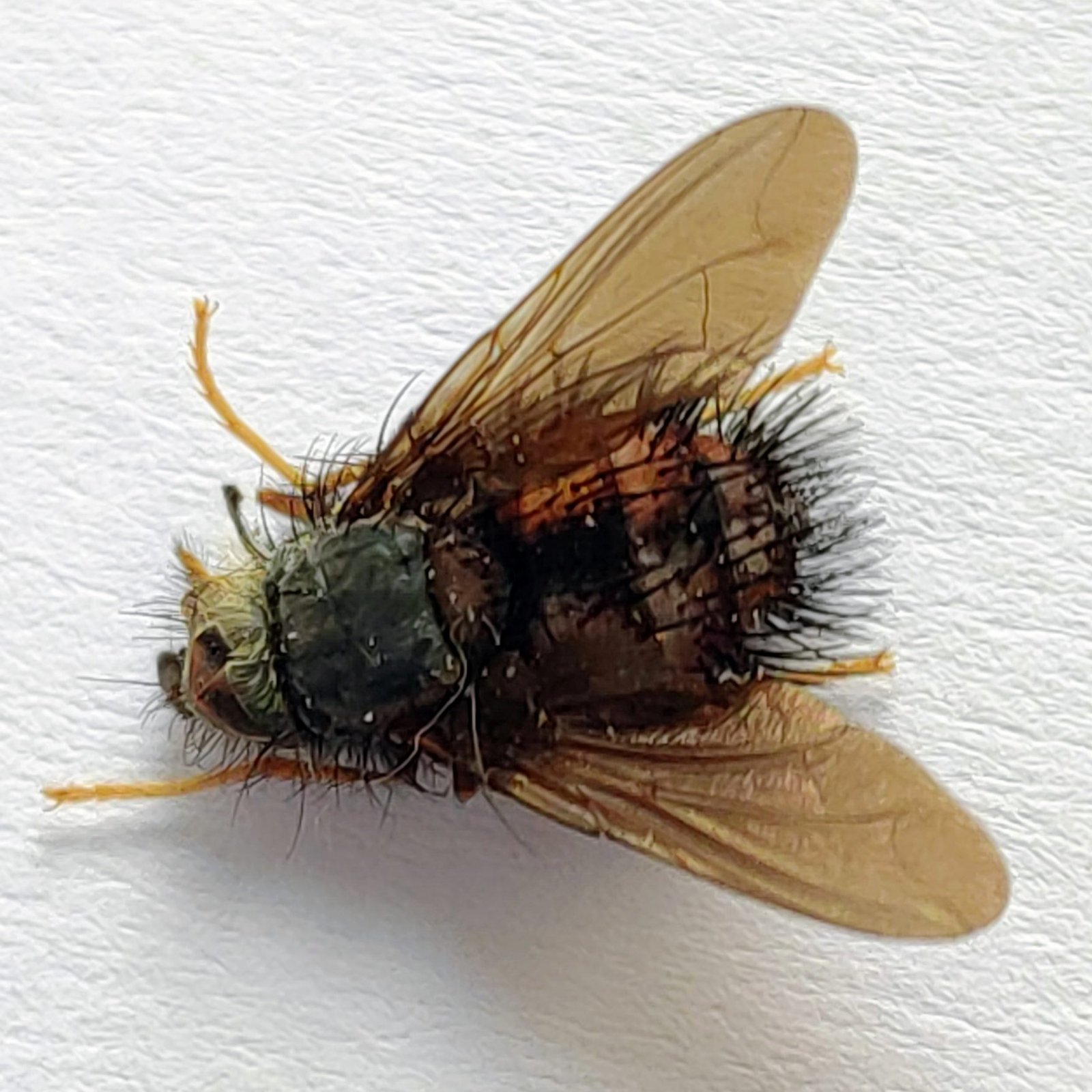 3 Tabanidae - Image 2