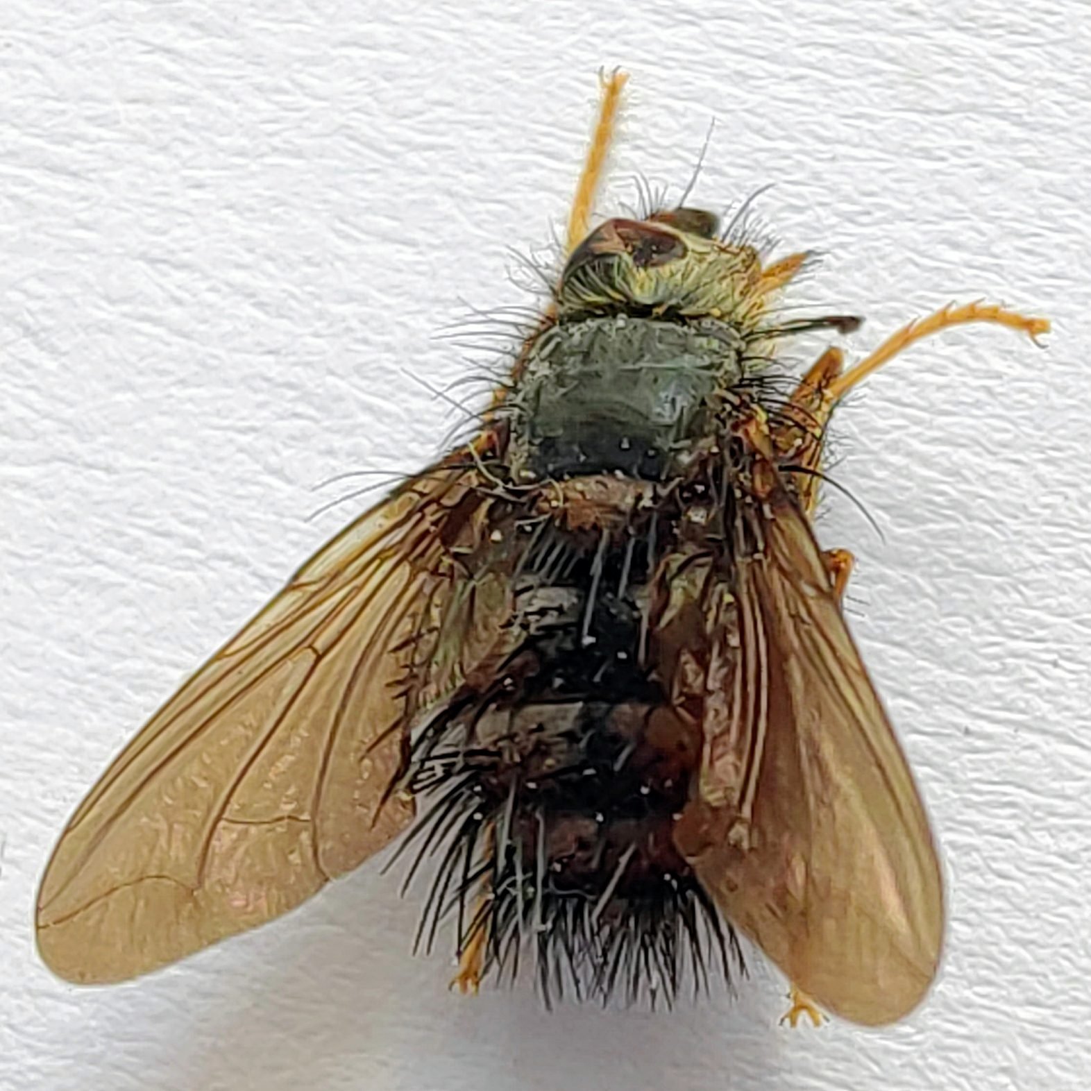 3 Tabanidae - Image 3