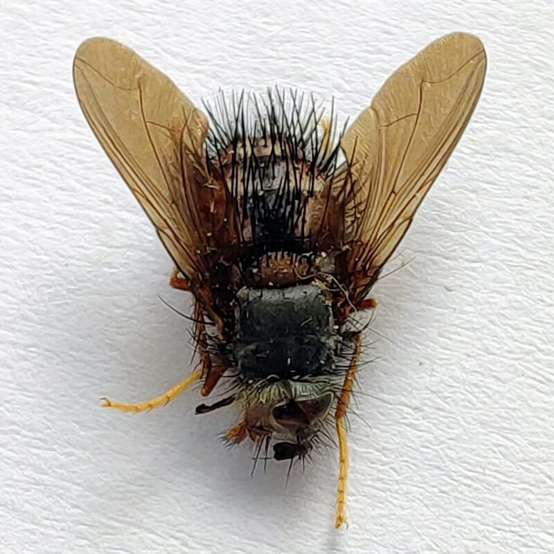 3 Tabanidae