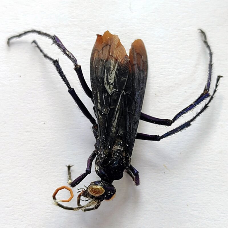 3 Vespidae