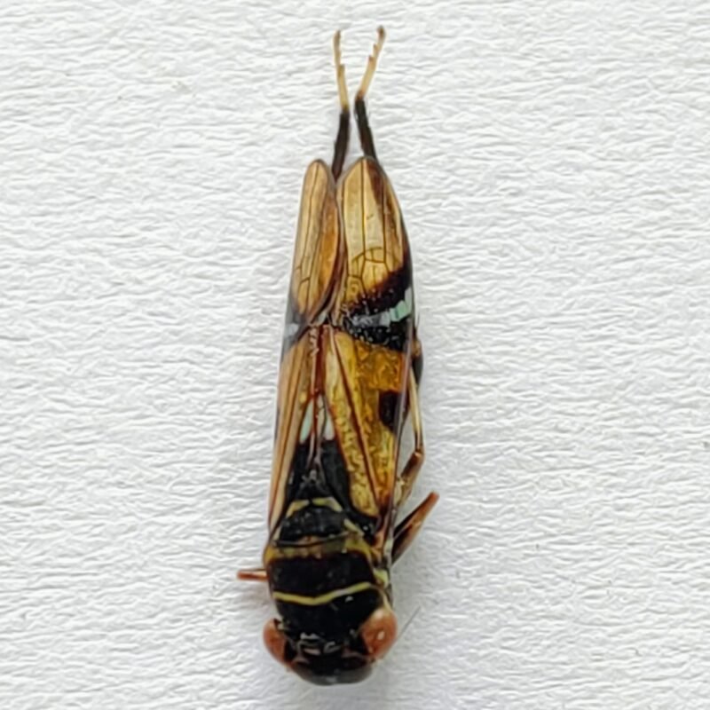 30 Cicadellidae
