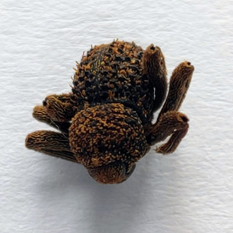 30 Curculionidae