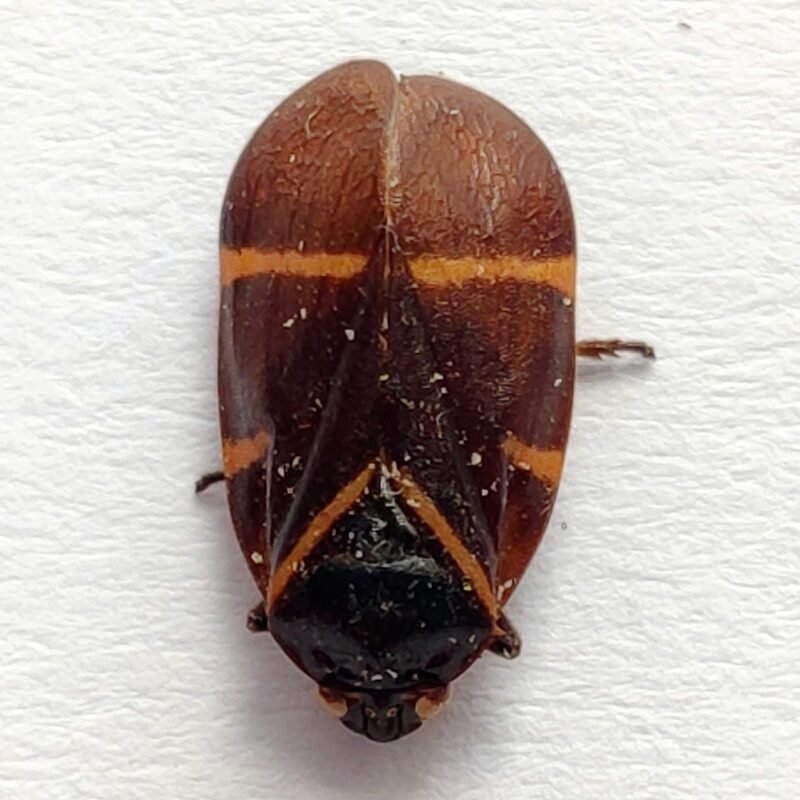 30 Fulgoridae