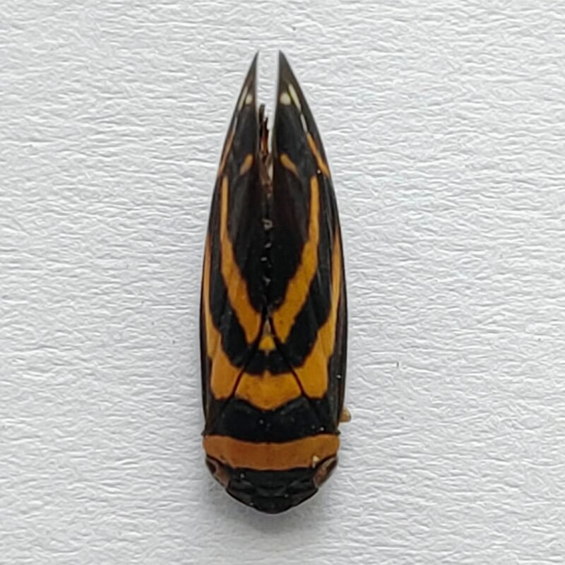 31 Fulgoridae