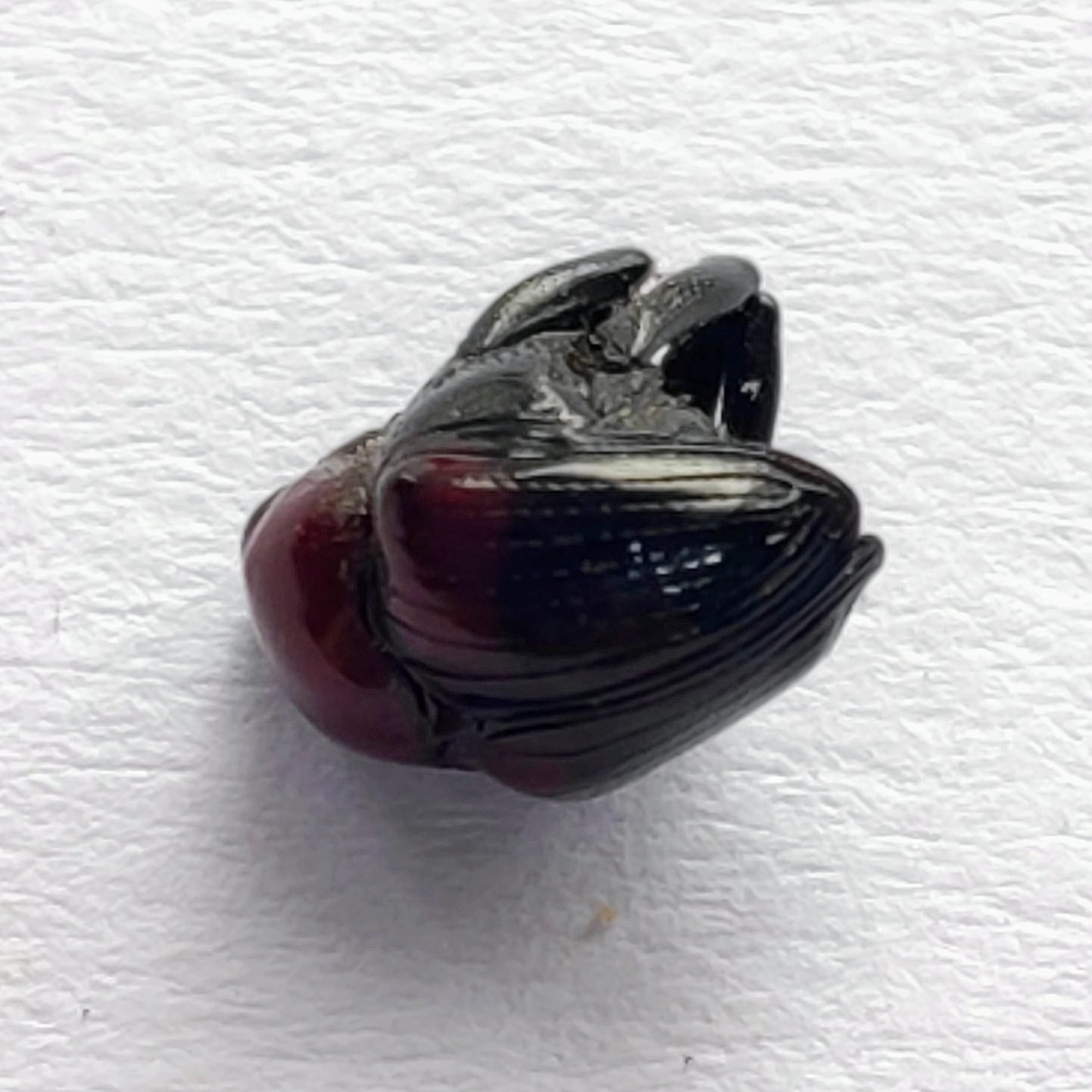 31 Curculionidae - Image 2