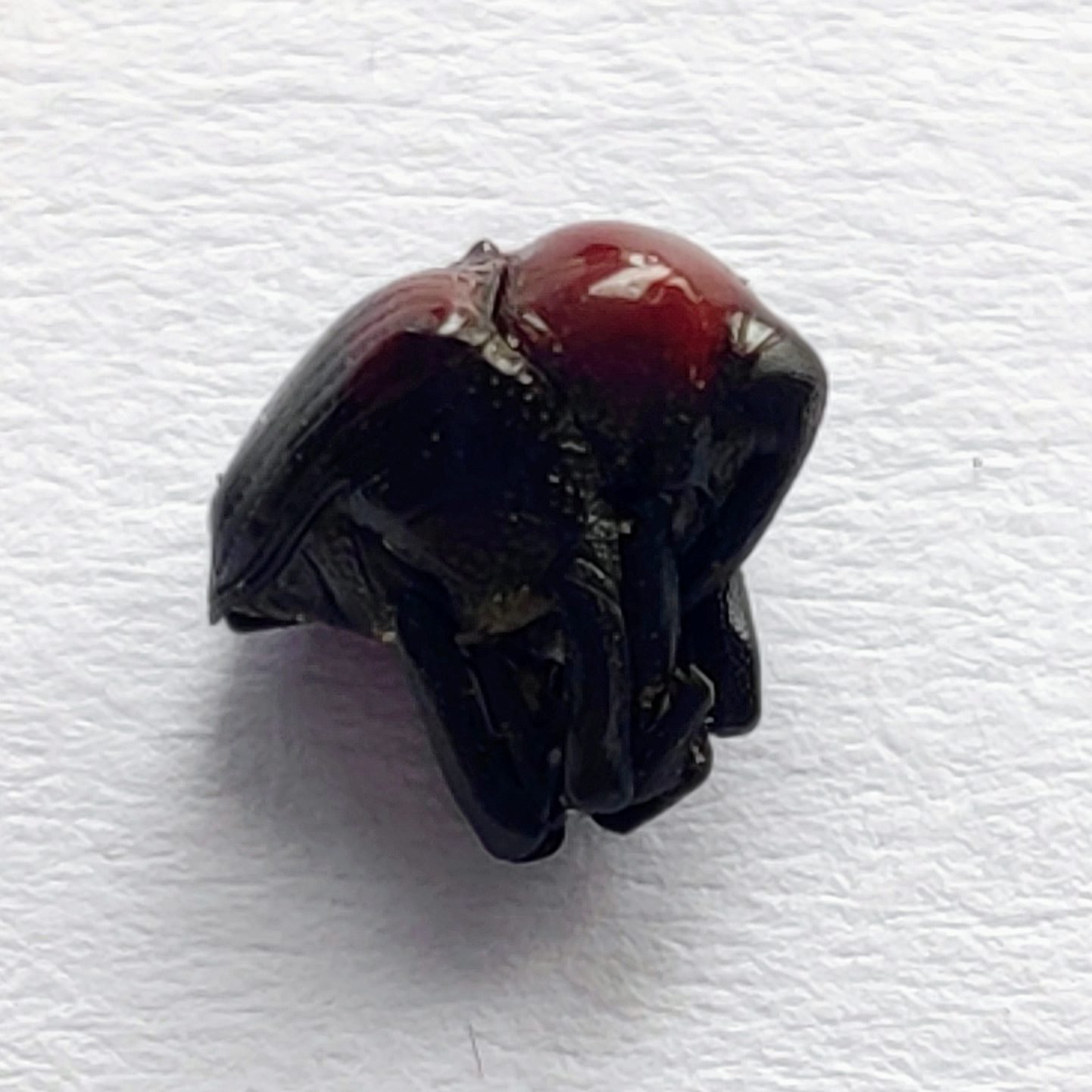 31 Curculionidae - Image 3