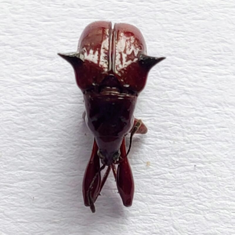 32 Curculionidae