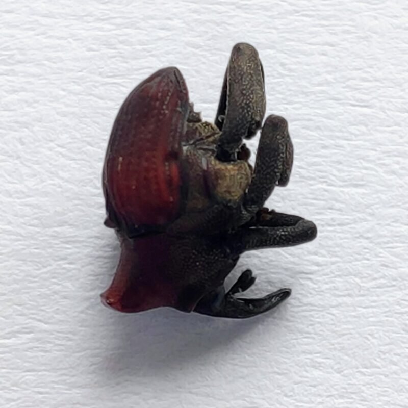 33 Curculionidae