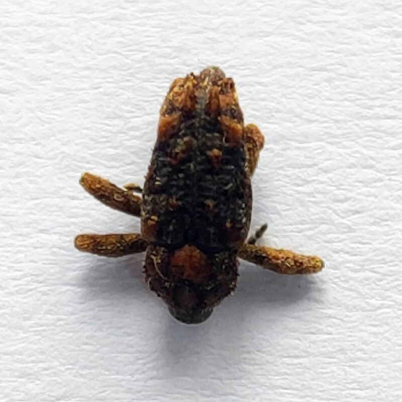 34 Curculionidae