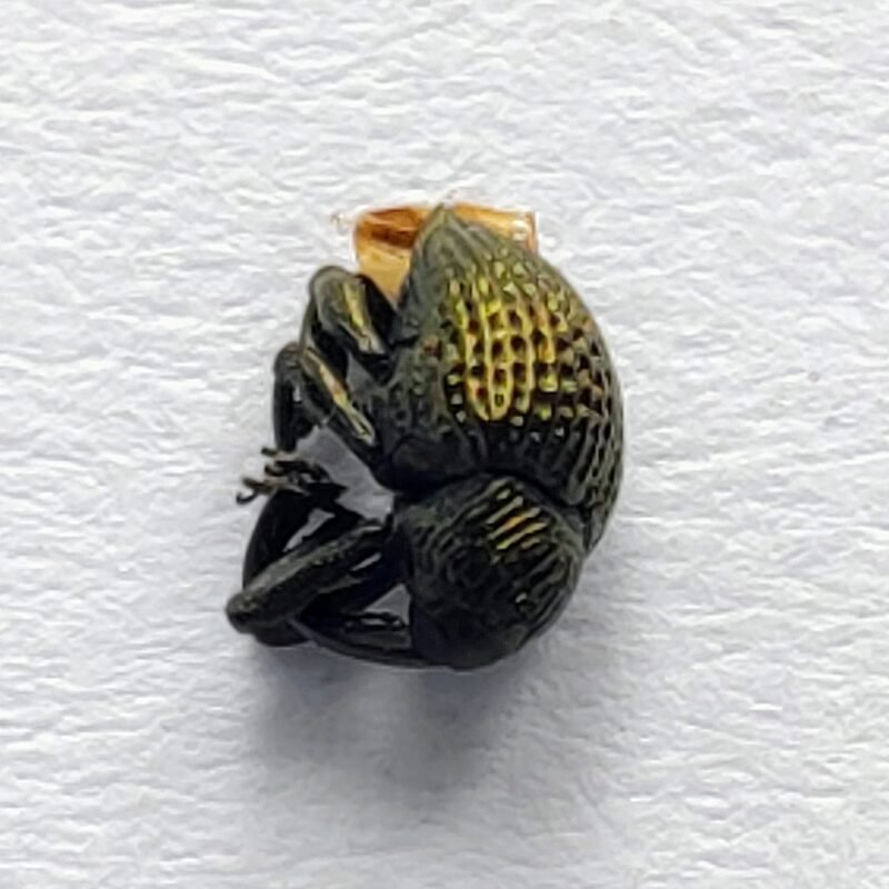 35 Curculionidae