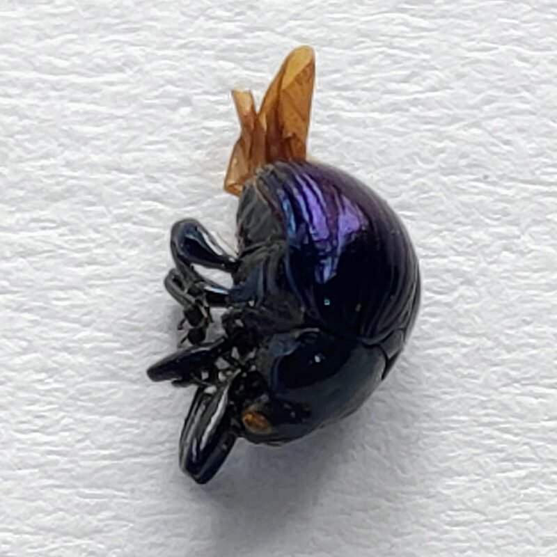 36 Curculionidae