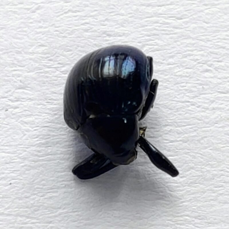 37 Curculionidae