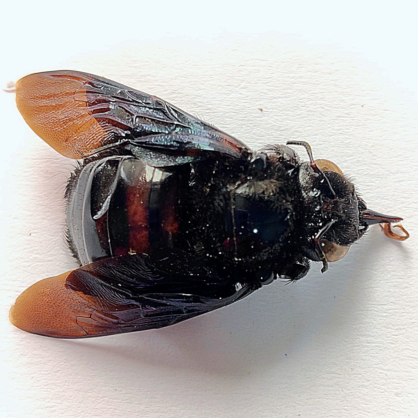 4 Apidae - Image 2