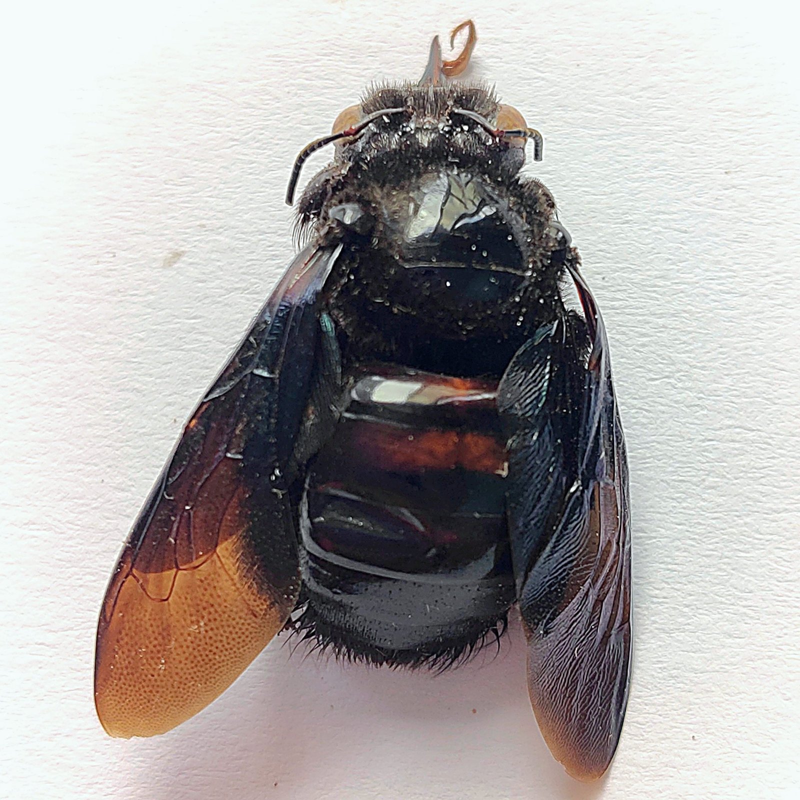 4 Apidae - Image 3