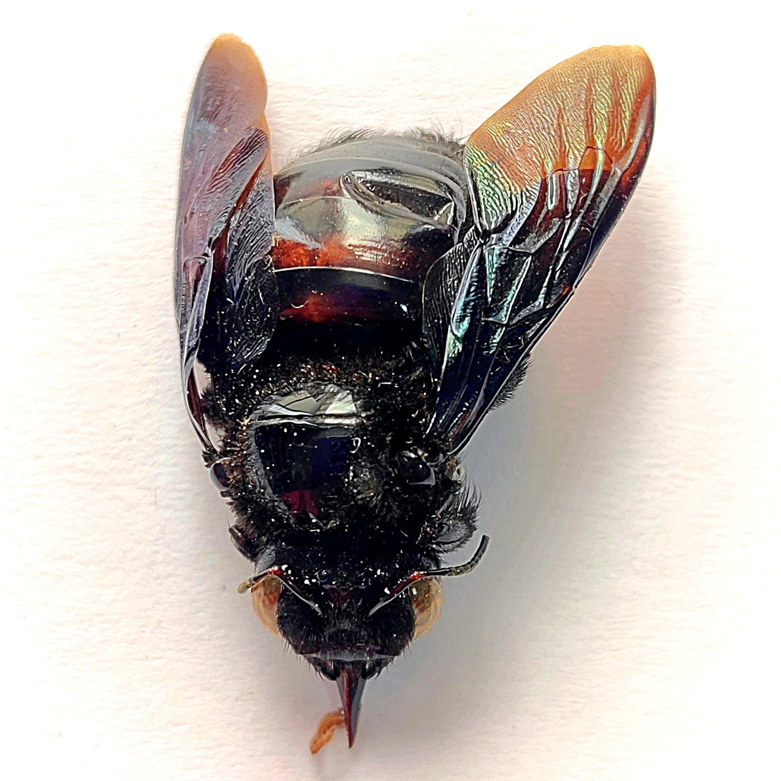 4 Apidae