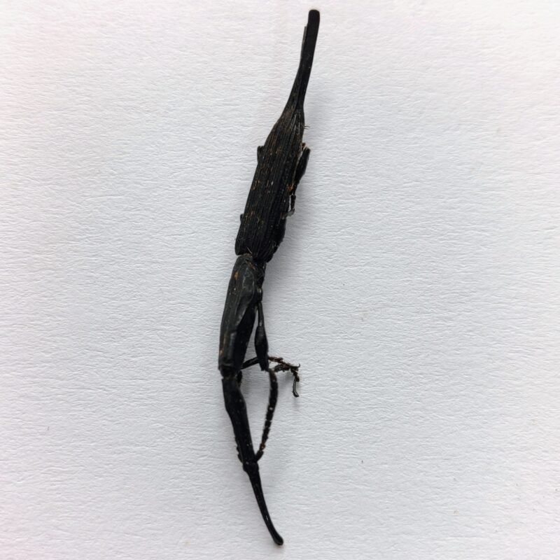 4 Brentidae