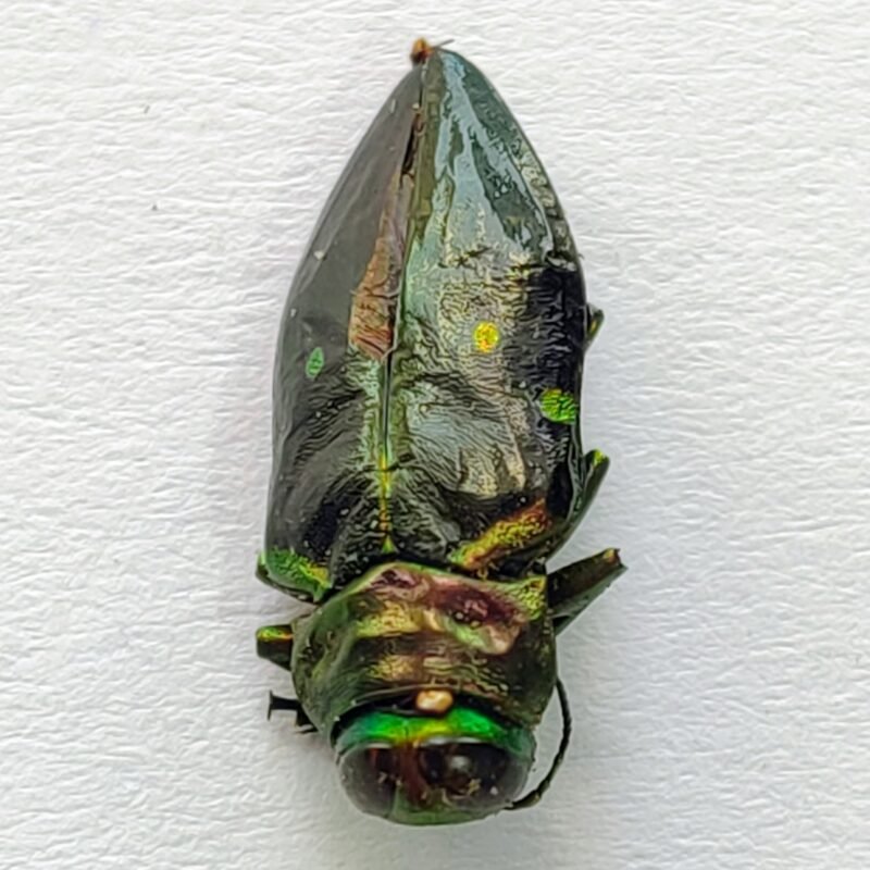 4 Buprestidae