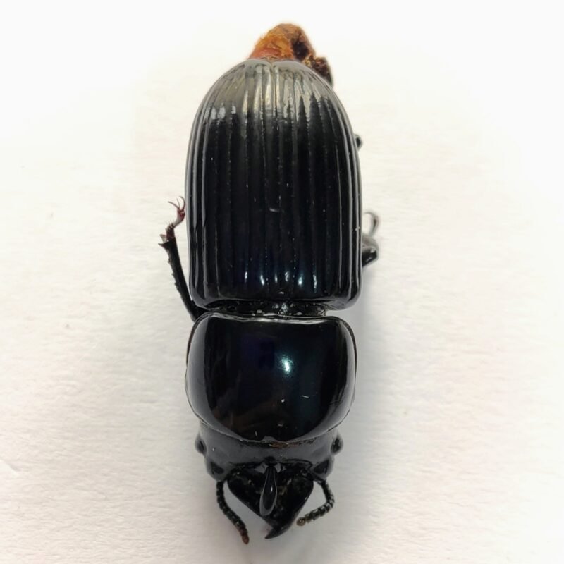 4 Carabidae