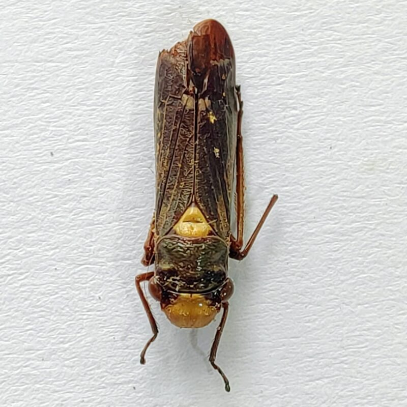 4 Cicadellidae