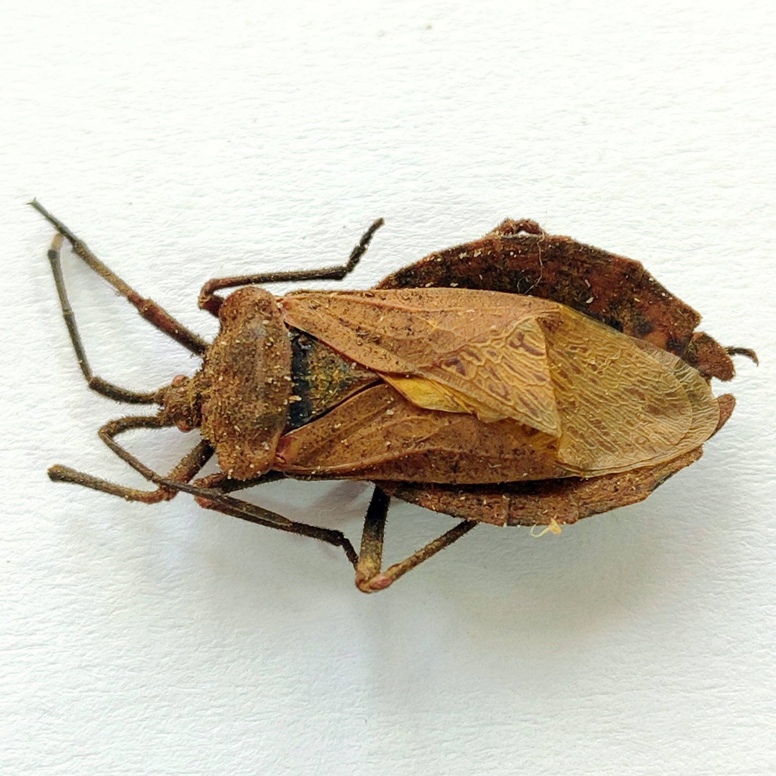 4 Coreidae - Image 2