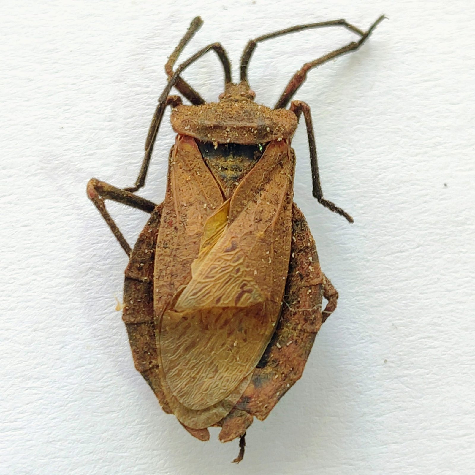 4 Coreidae - Image 3