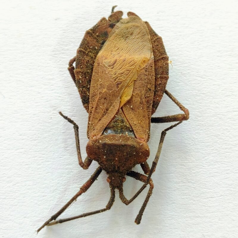 4 Coreidae