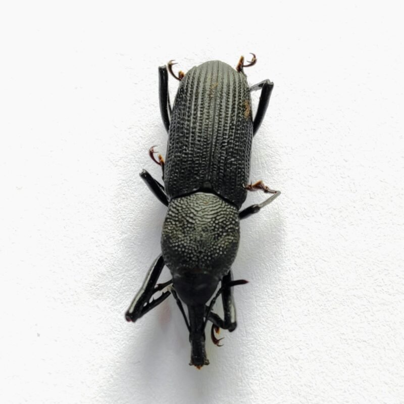 4 Curculionidae