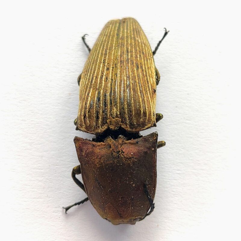 4 Elateridae