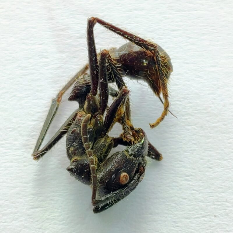 4 Formicidae