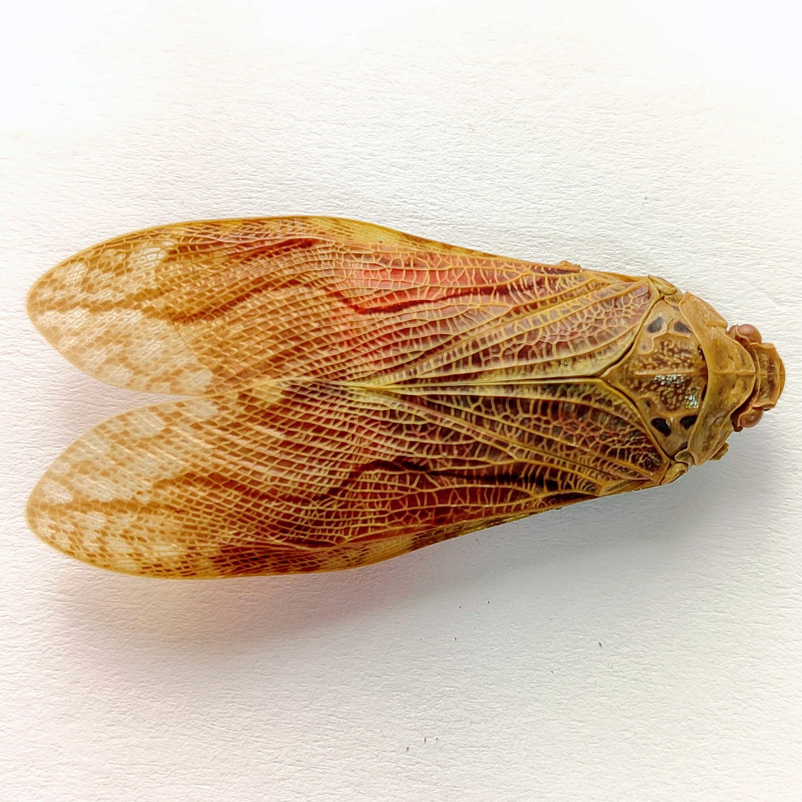4 Fulgoridae - Image 2