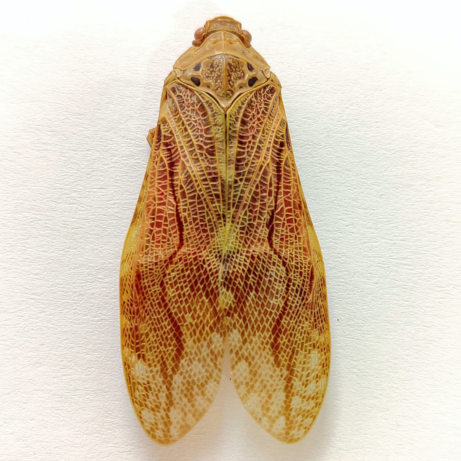 4 Fulgoridae - Image 3