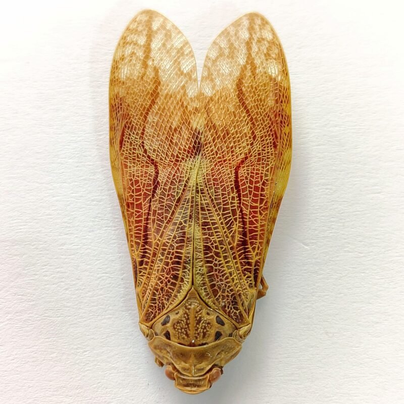 4 Fulgoridae