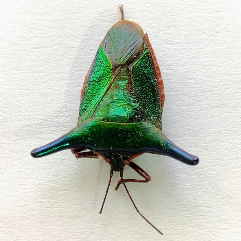 4 Pentatomidae