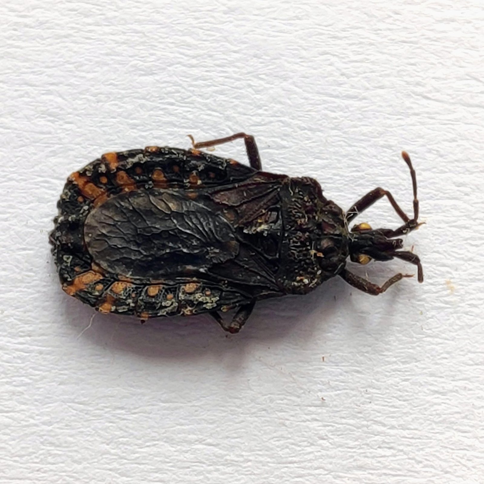 4 Reduviidae - Image 2