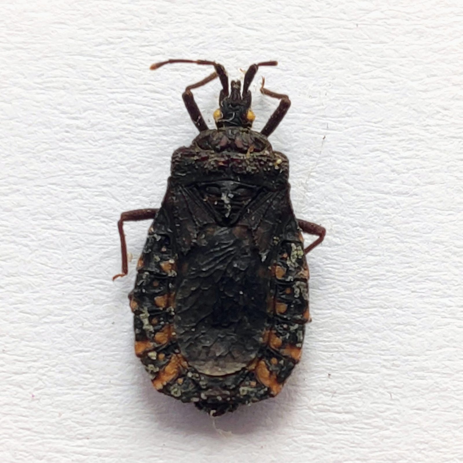 4 Reduviidae - Image 3