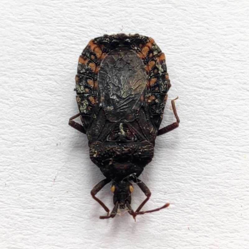4 Reduviidae