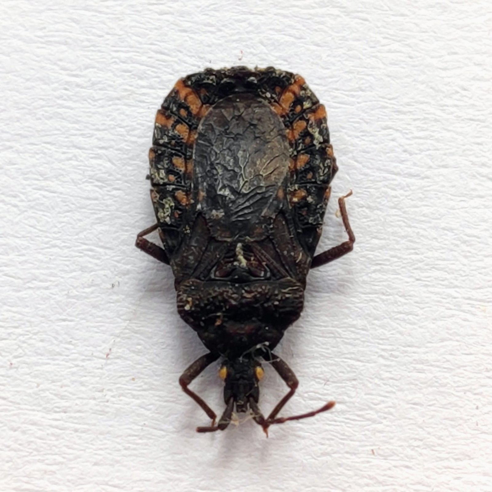 4 Reduviidae