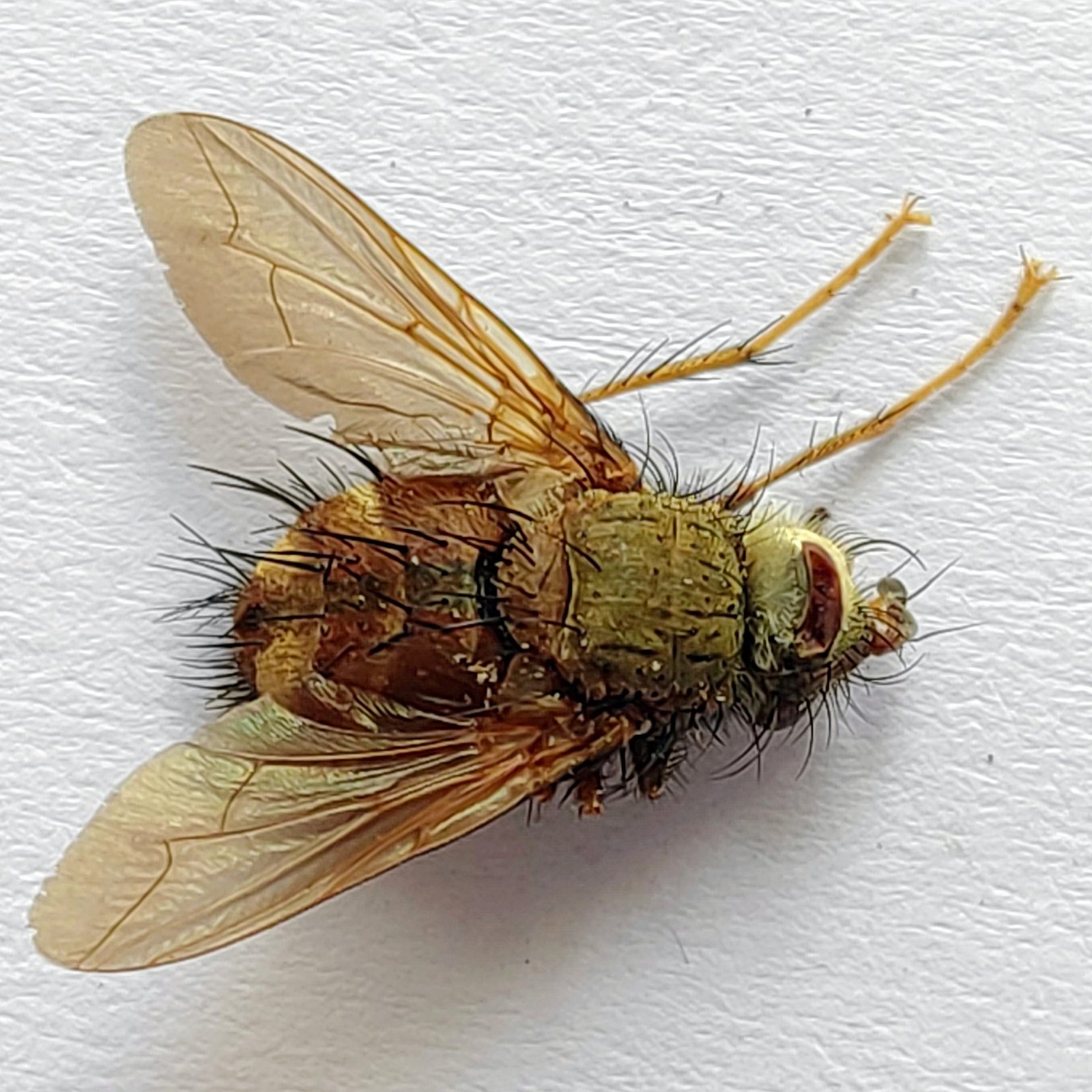 4 Tabanidae - Image 2