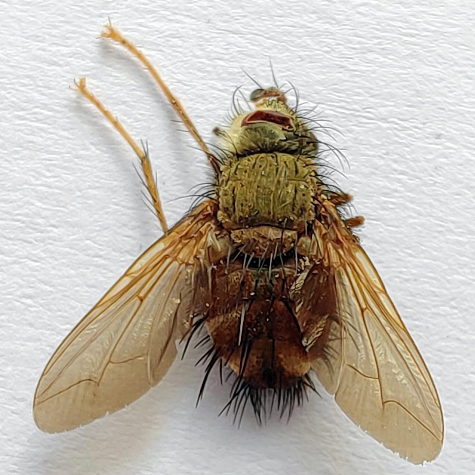 4 Tabanidae - Image 3