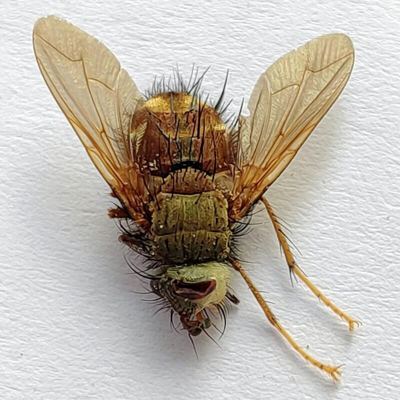 4 Tabanidae