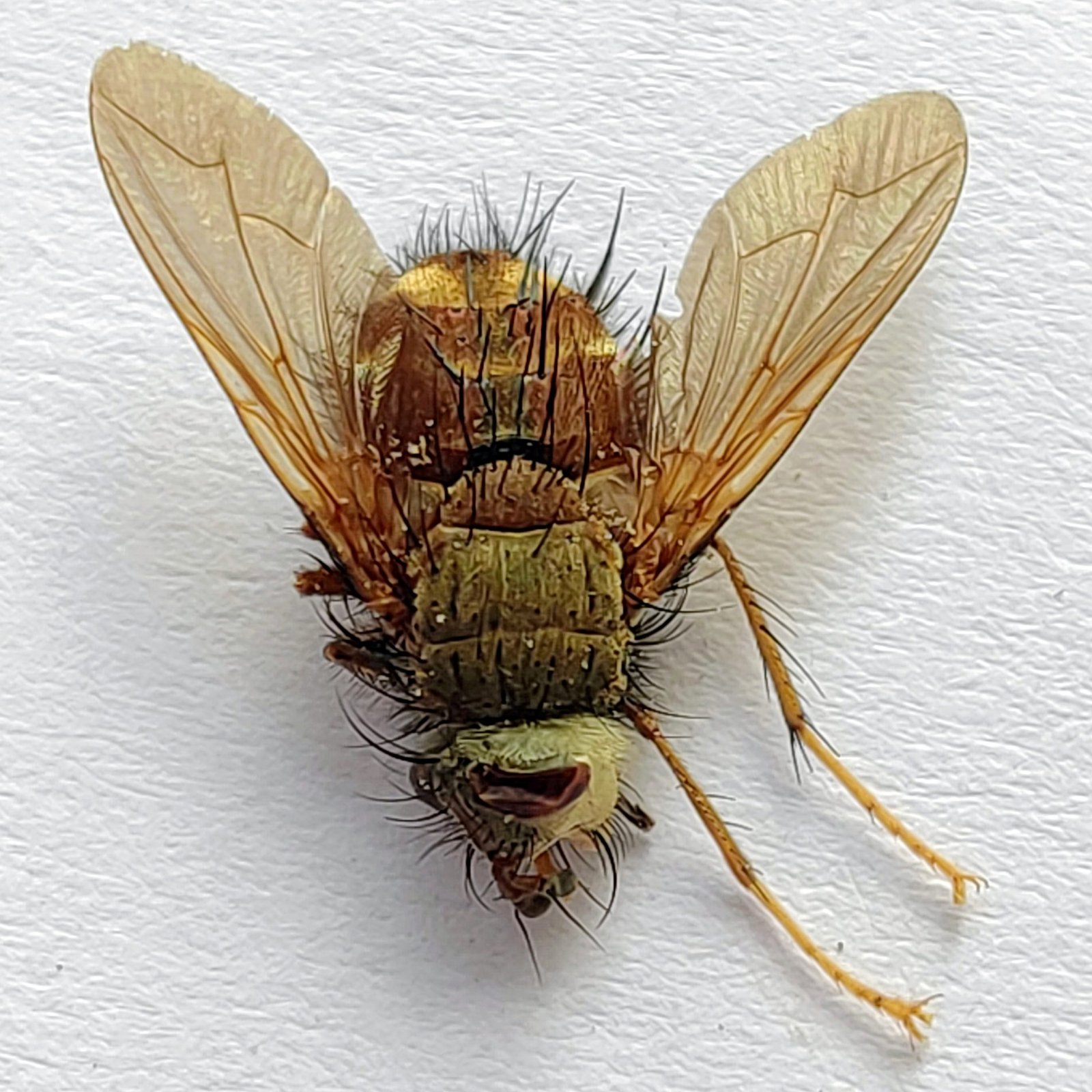 4 Tabanidae
