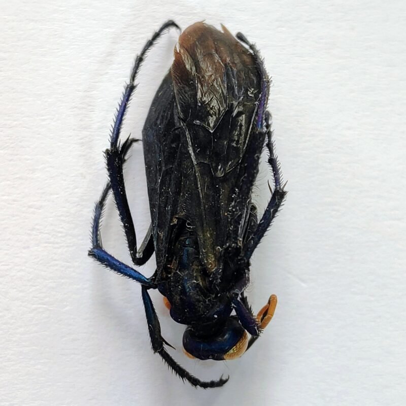 4 Vespidae