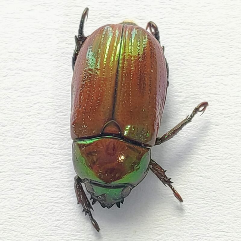 42 Scarabaeidae