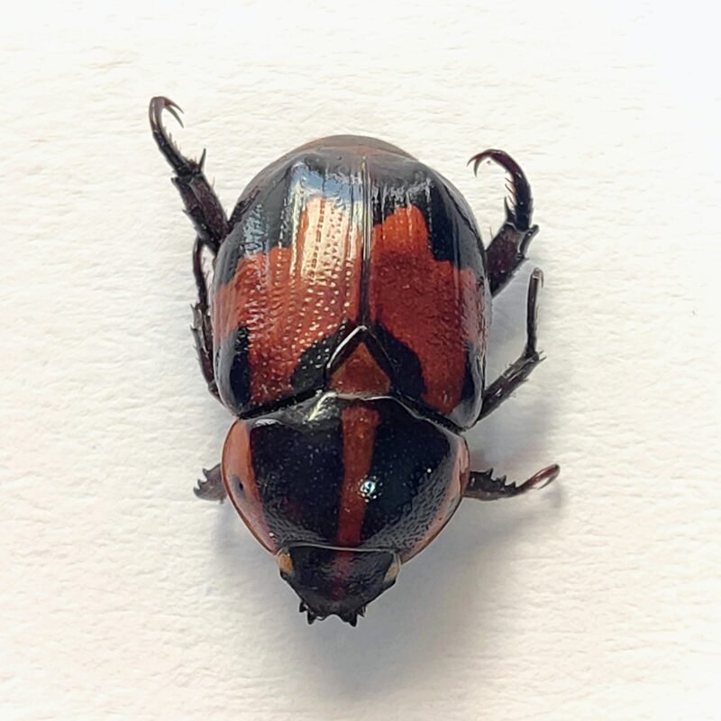 43 Scarabaeidae