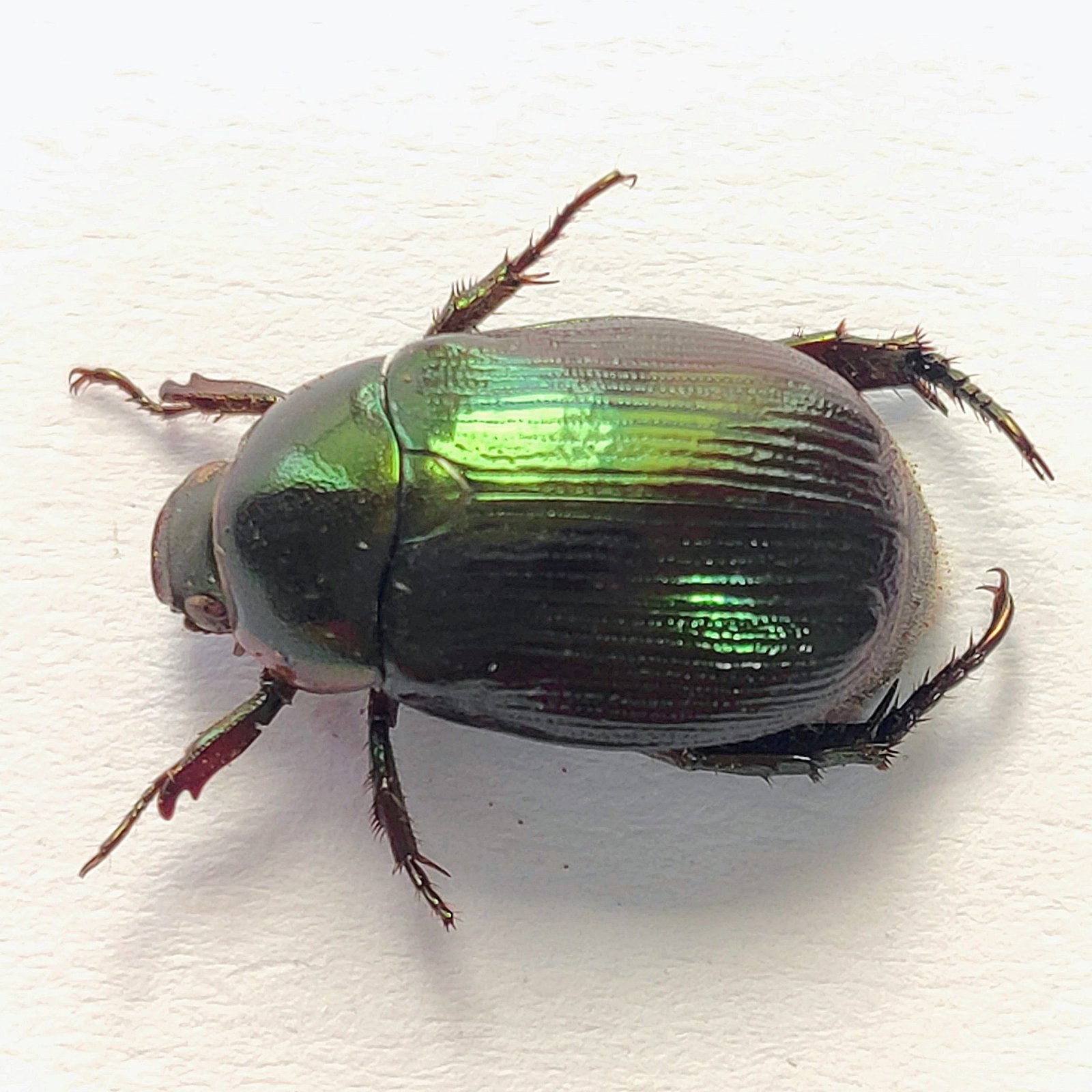 44 Scarabaeidae - Image 2