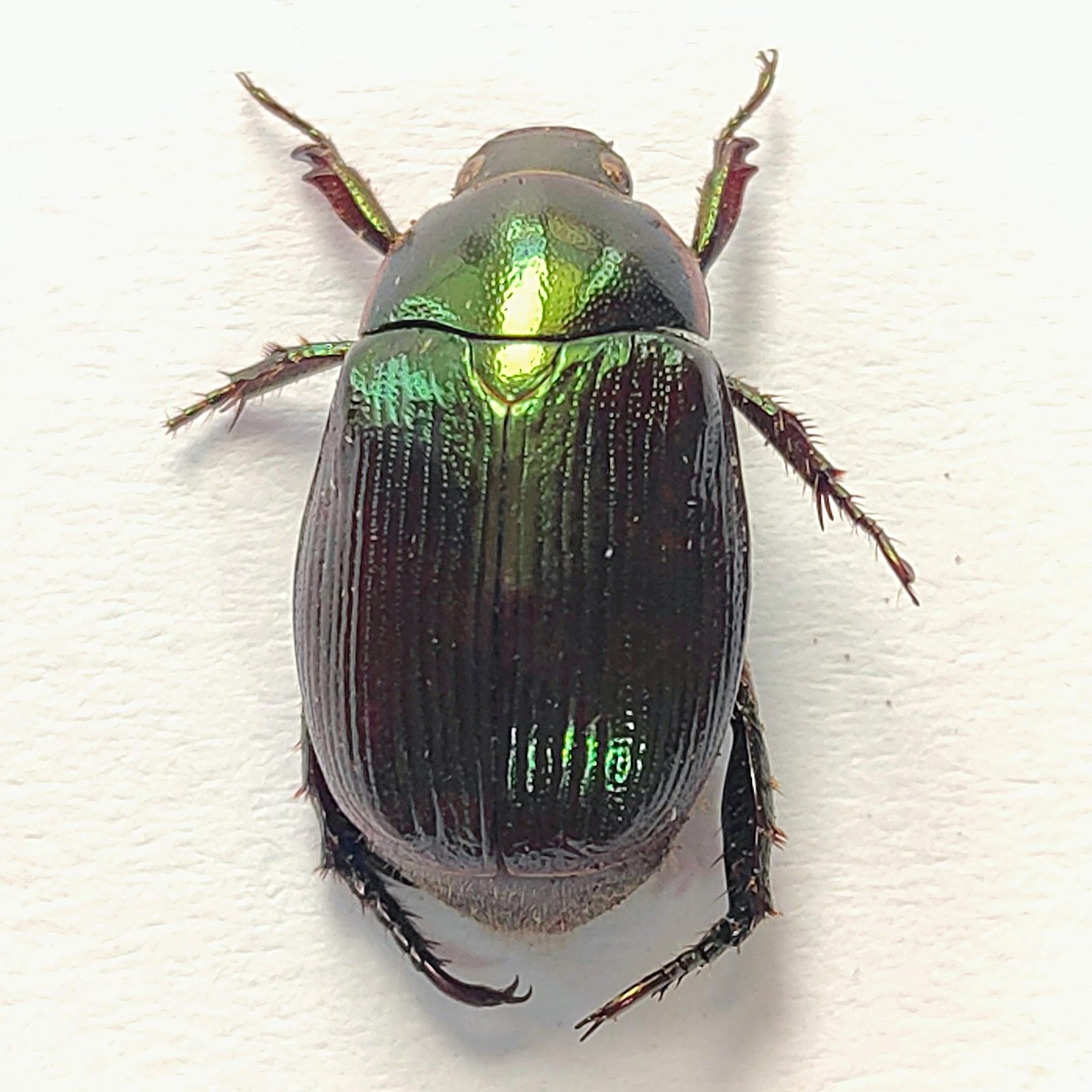 44 Scarabaeidae - Image 3